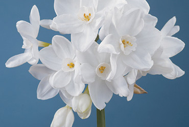 Narcissus White Ariel