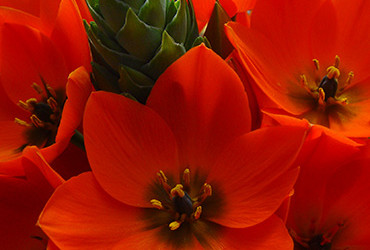 Ornithogalum dubium orange pot