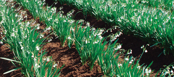 Leucojum aestivum