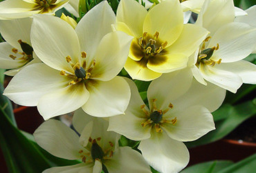 Ornithogalum dubium crème pot