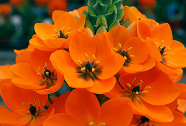 Ornithogalum dubium orange cut